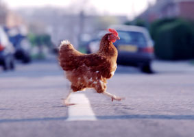 Una gallina, ajena a esta información, cruza la carretera.
